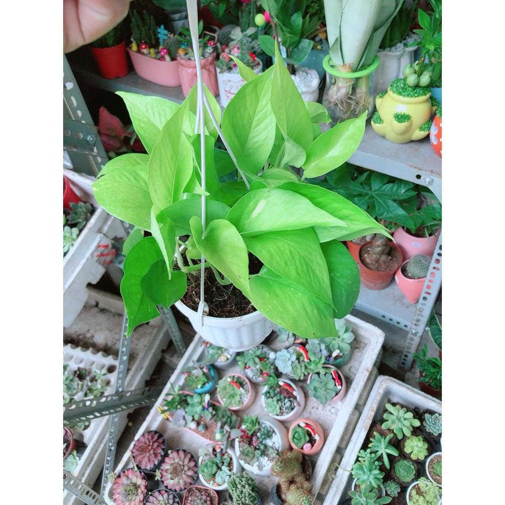 Chậu Trầu Bà Treo