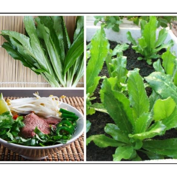 2gr hạt giống ngò gai Mùi tàu