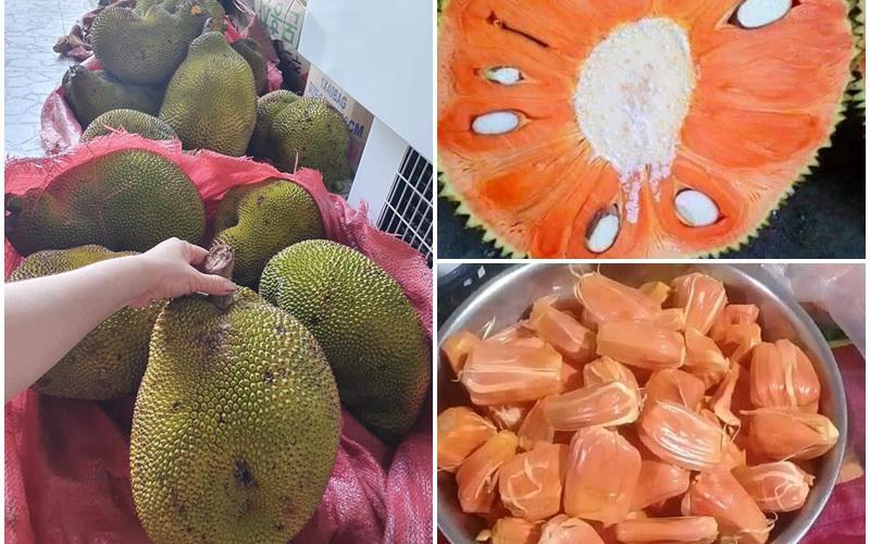 CÂY MÍT ĐỎ chuẩn giống, cây ghép cho quả sớm, giá trị kinh tế cực cao