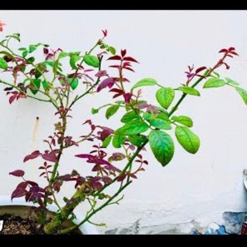 Chế phẩm diệt côn trùng, phấn trắng, bọ trĩ, chích hút cam bưởi, cà chua