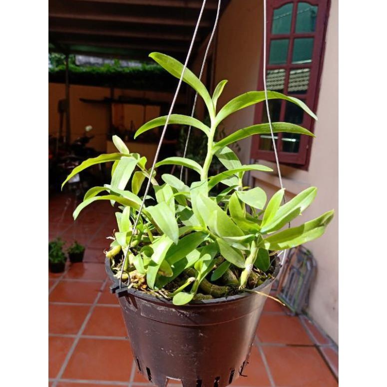 Trầm tím rừng