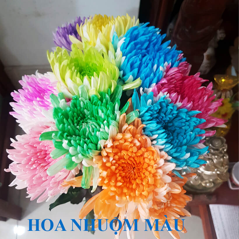 Nước Màu Nhuộm Hoa Tươi Màu Cam Israel Color Sodium For Fresh Flowers