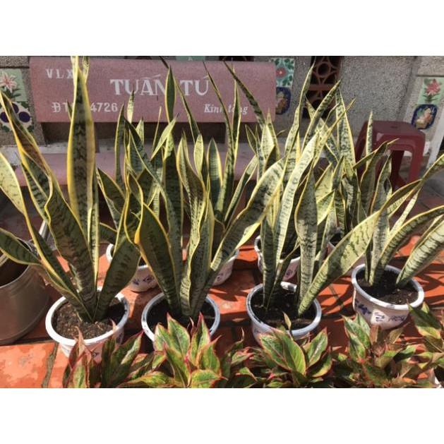 Combo 5 cây lưỡi hổ nhà vườn