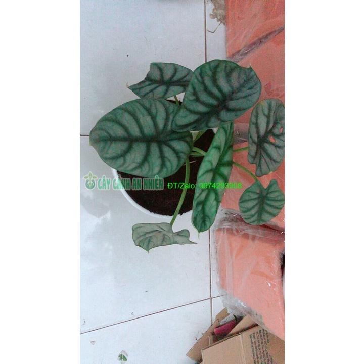 Chậu Môn Rồng Xanh