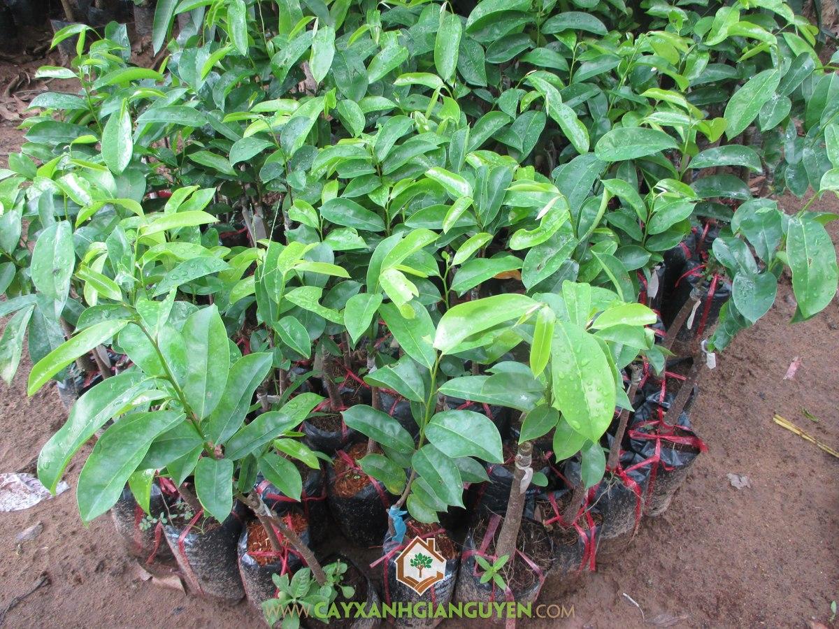 Cây mãng cầu xiêm thái  cho trái sau 1 năm .