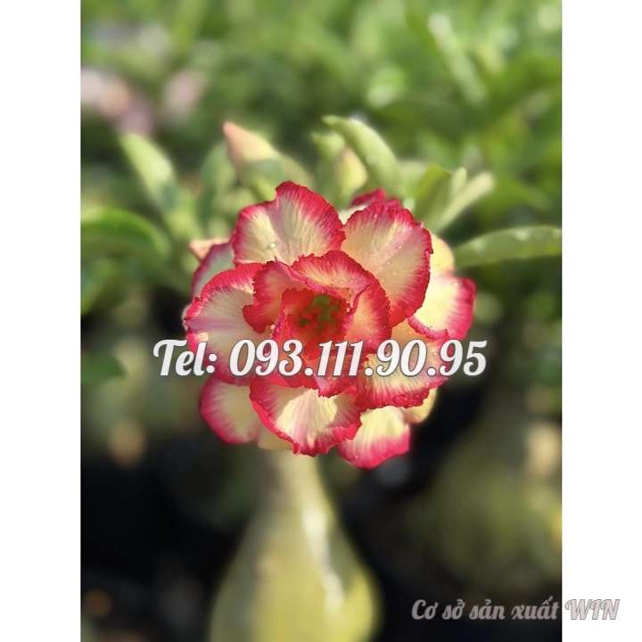 Hạt giống hoa sứ Thái Lan ghép hoa vàng viền cánh đỏ Thiên Vương - Bịch 10 hạt – Mã số 1237