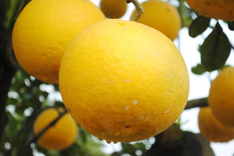 Cây bưởi diễn ghép CHẤT LƯỢNG UY TÍN