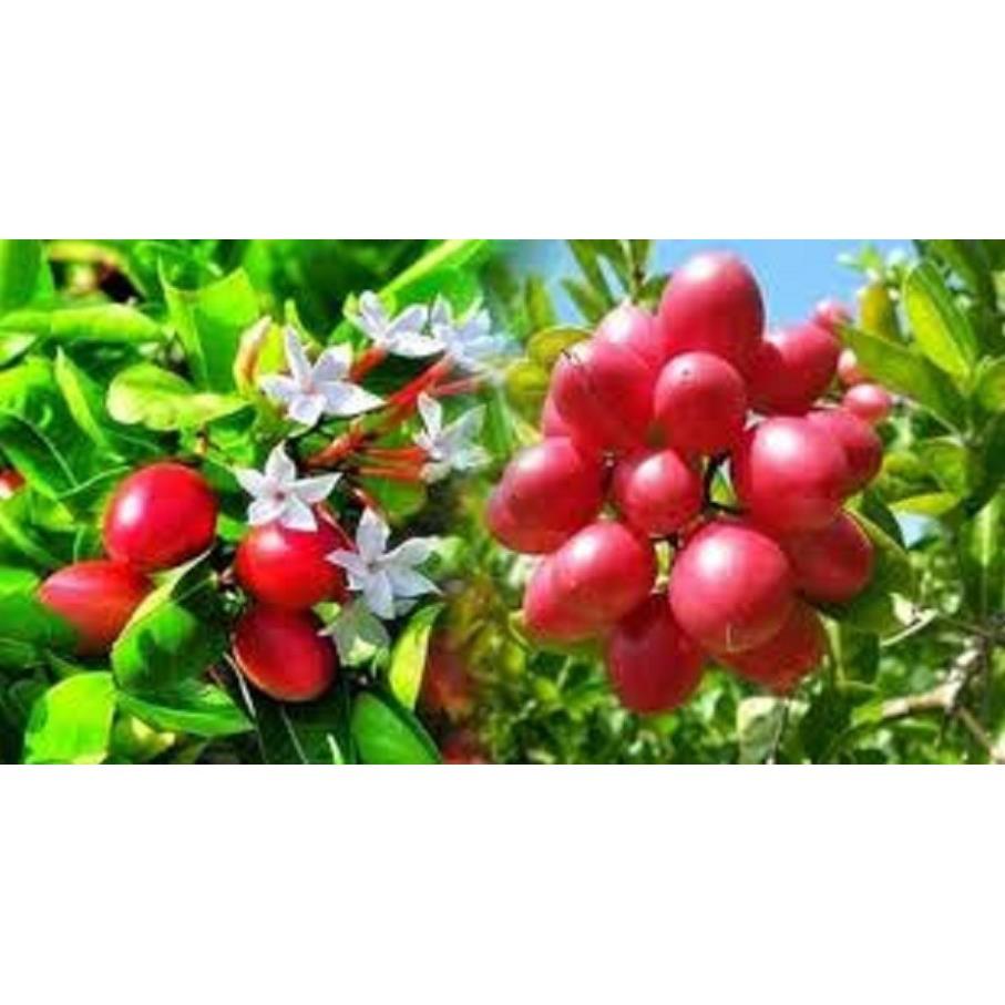 Cây giống Siro,chuẩn F1- Siro giá trị thực phẩm và dược liệu