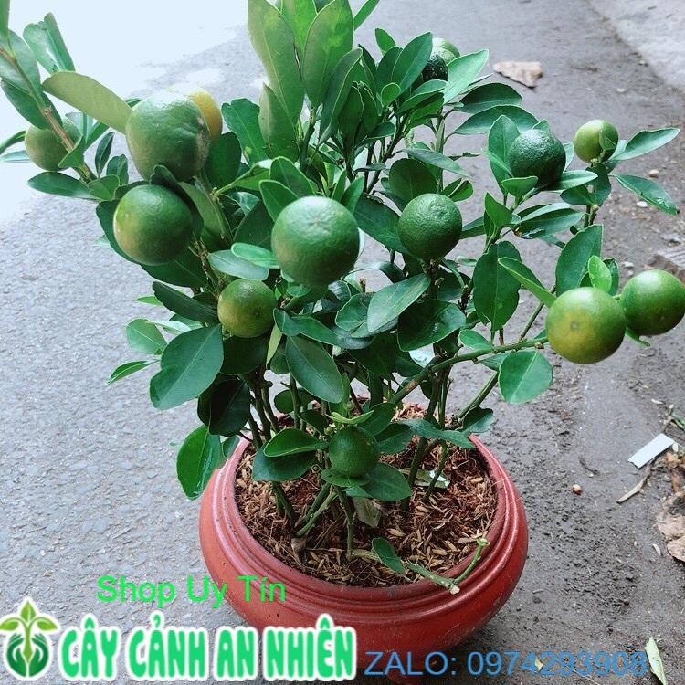 Chậu Cây Tắc