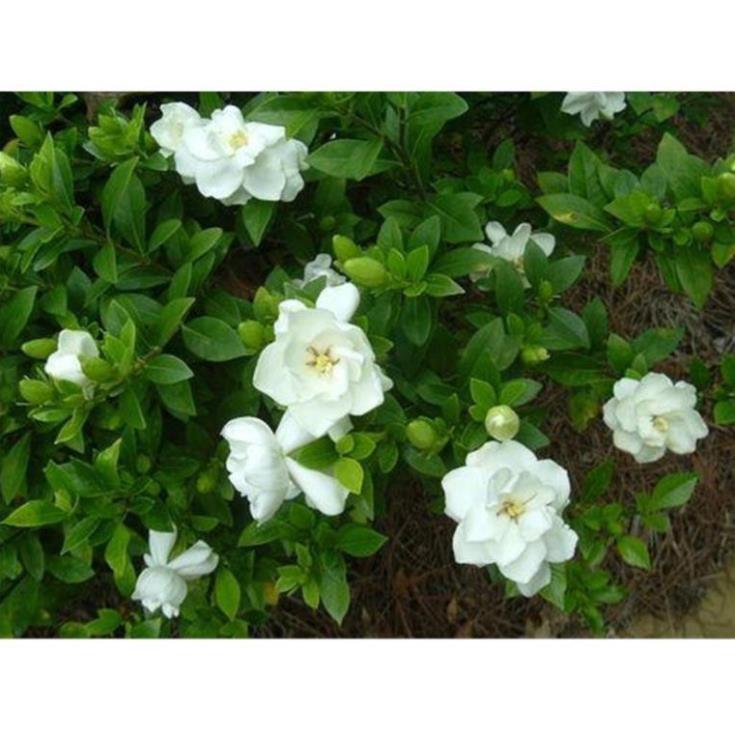 COMBO 2 BẦU CÂY GIỐNG HOA BẠCH THIÊN HƯƠNG-nguyên bầu cây giống