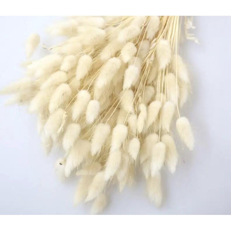 Bó 50-60 Cành Hoa Đuôi Thỏ Loại 1 - Hoa Khô Tuyệt Đẹp Decor Chụp Ảnh Trang Trí DIY HANDMADE