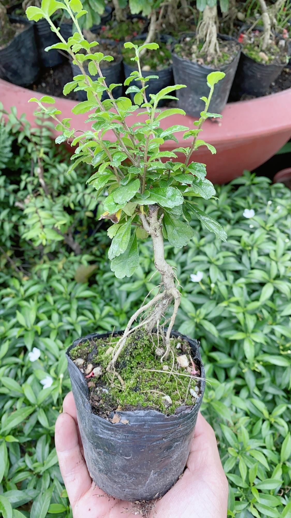 Cây Trà Phúc Kiếng