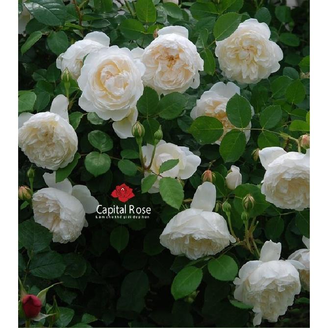 Combo 3 gói hạt giống hoa hồng trắng -gói 10 hạt-tặng kèm gói kích mầm
