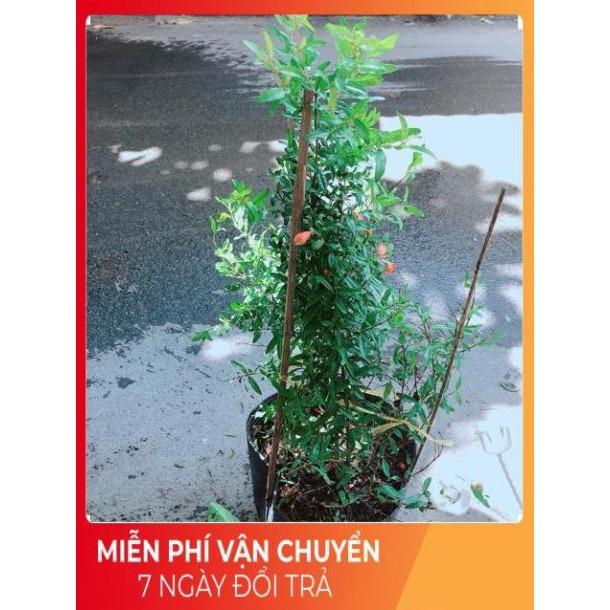 Cây Lựu Cho Nhiều Trái