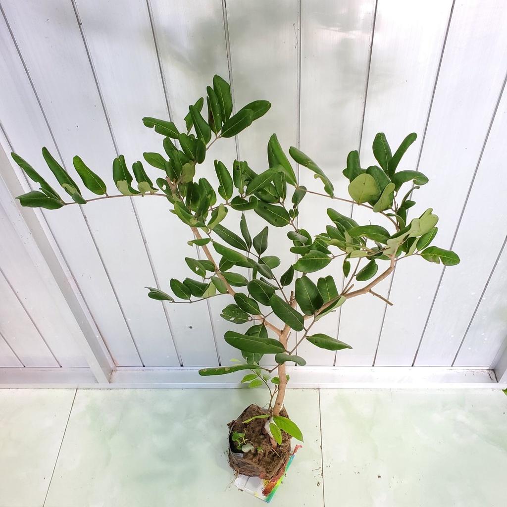 Cây Giống Nhãn Xuồng Cơm Vàng__Ghép chui cành, cao 80-100cm trồng chậu được nhanh cho trái