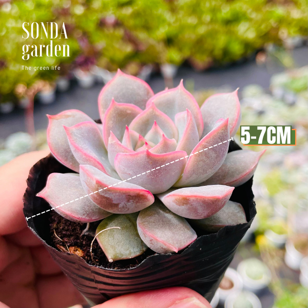 SEN ĐÁ HỒNG CÁNH CỨNG SIZE BÉ KHỎE ĐẸP LỖI 1 ĐỔI 1