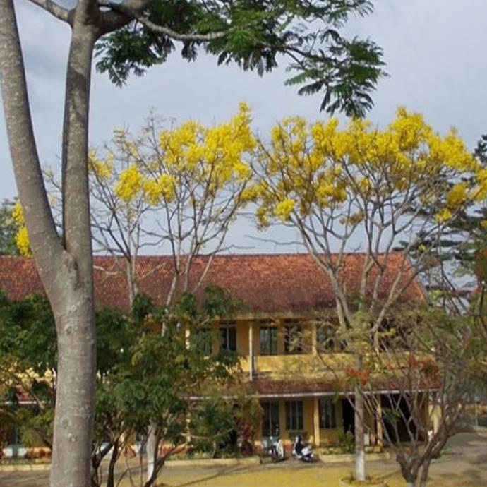 COM BO 2 Cây Phượng vàng , hoa cực đẹp, hiếm, lạ, cây giống gửi đi nguyên bầu