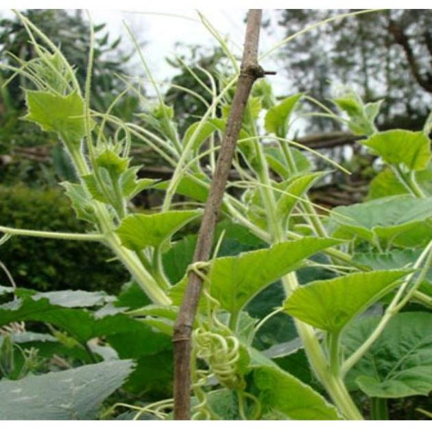 Hạt giống Bí Siêu Đọt và bông, đóng gói 10gr hoặc 20gr
