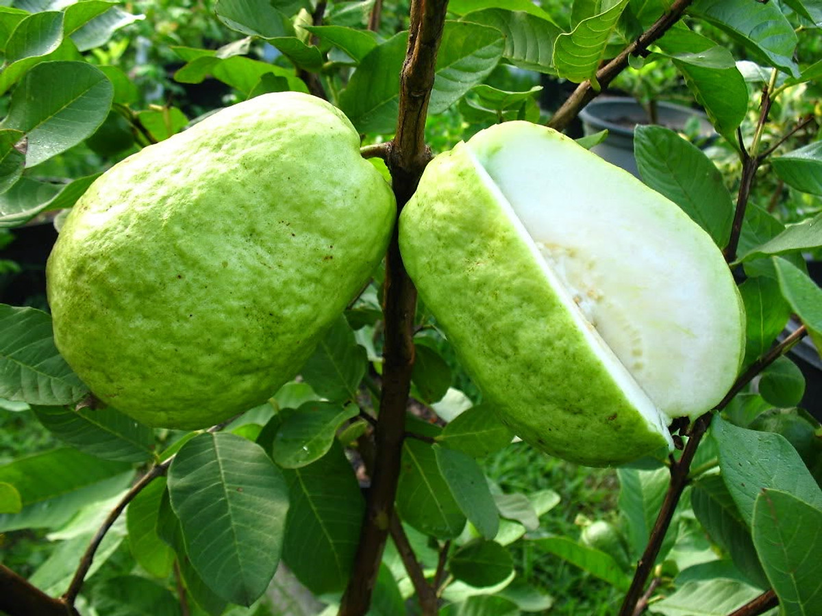 CÂY GIỐNG ỔI LÊ LÙN TRỒNG CHẬU TRÁI SỚM