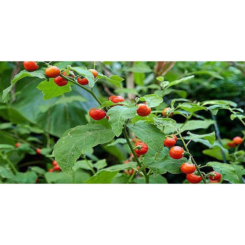 Trà cà gai leo hòa tan Hygie hộp giấy 120g - tiện lợi, thơm ngon, đậm đặc, hiệu quả giải độc gan