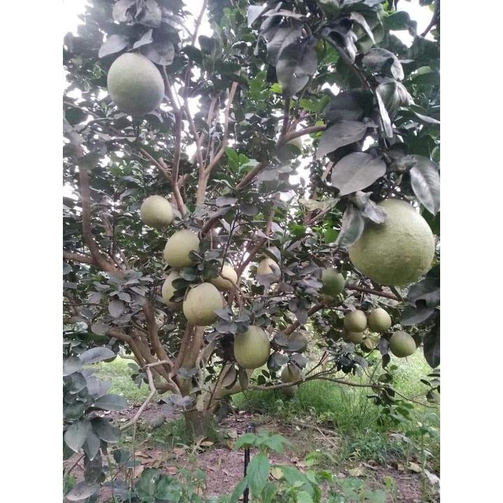 Cây giống bưởi da xanh ruột hồng