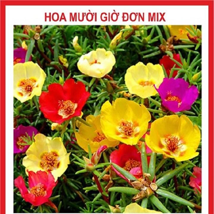 Chậu hoa mười giờ đơn, nhiều màu hoa đẹp