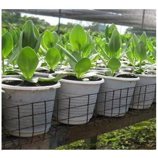 Hạt giống hoa cát tường nhiều màu của Đức