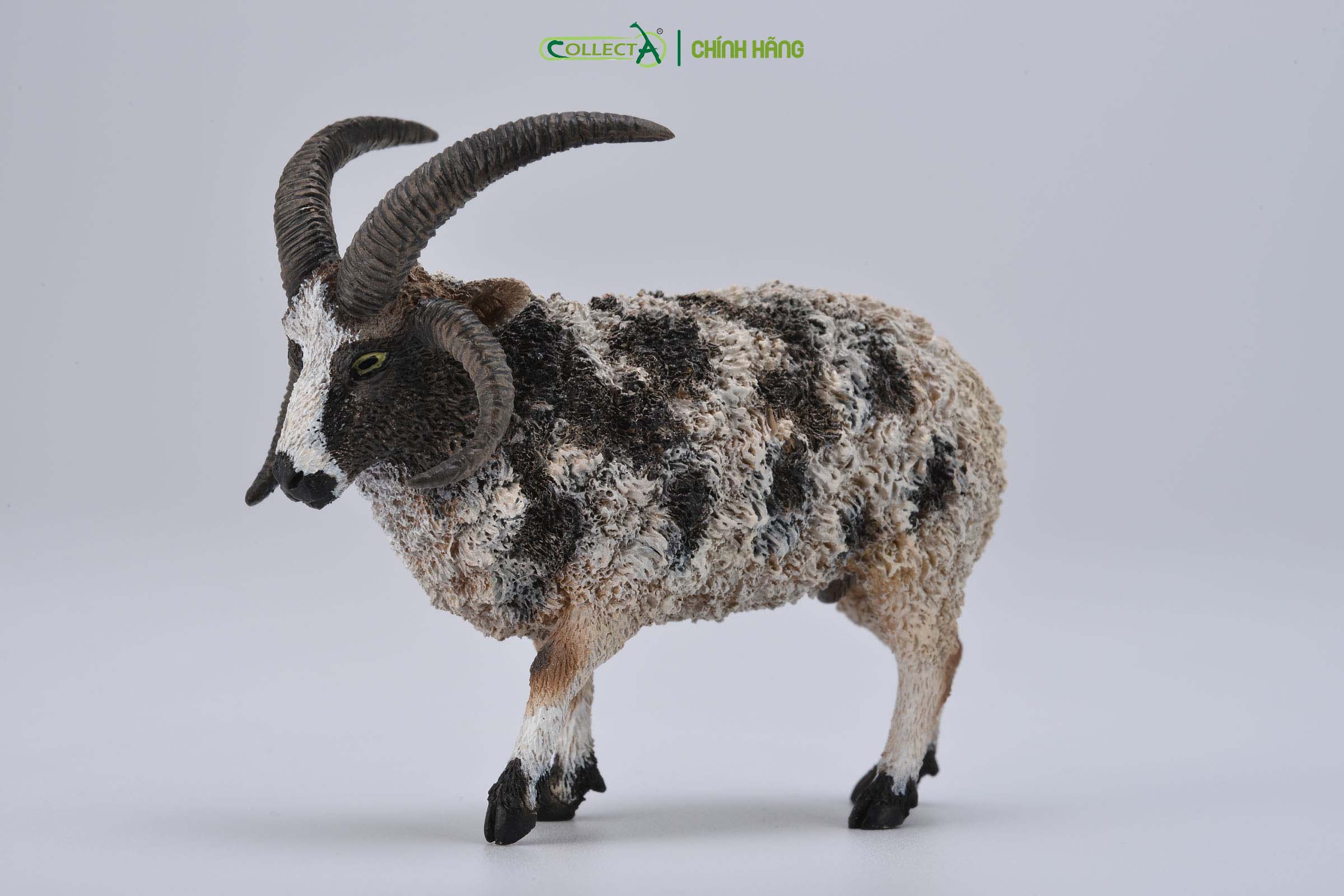 Mô hình thu nhỏ: Cừu Jacob bố - Jacob Sheep , hiệu: CollectA, mã HS 9650160[88728] - Chất liệu an toàn cho trẻ - Hàng chính hãng