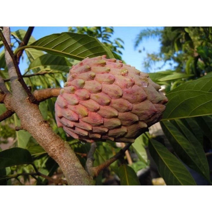 CÂY GIỐNG NA ÚC QUẢ ĐỎ SIÊU SỚM