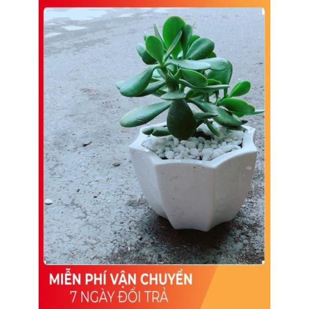 Chậu Ngọc Bích