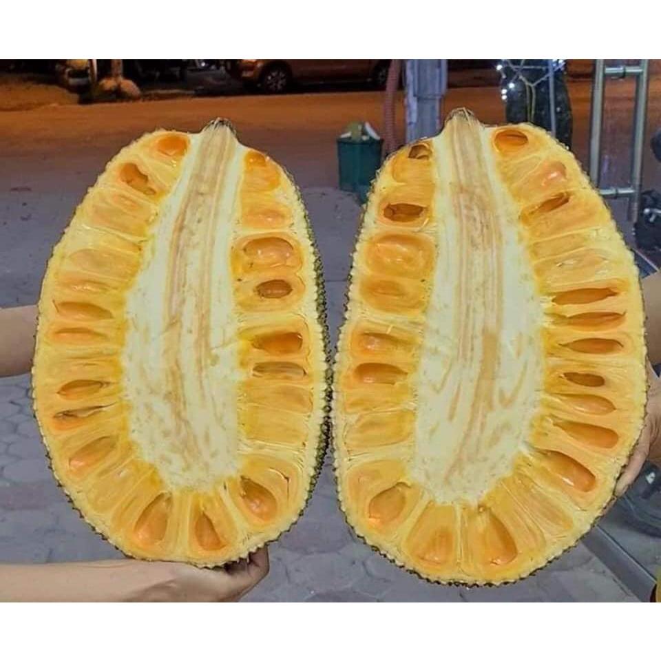 CÂY GIỐNG MÍT DAI MẬT ỐNG