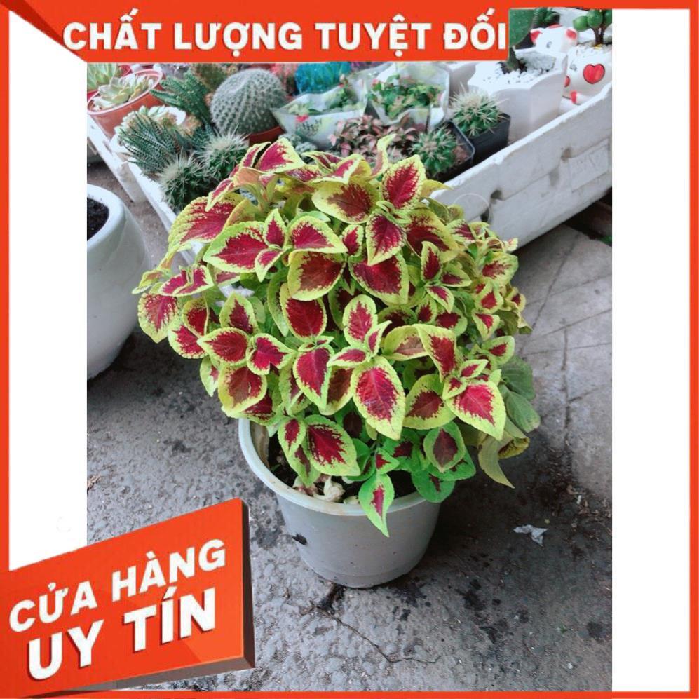 Cây Lá Gấm Đỏ Viền Vàng