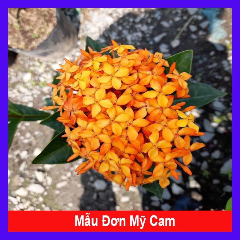 Mẫu Đơn Mỹ Cam - Cây Bông Trang Cam + Tặng phân bón