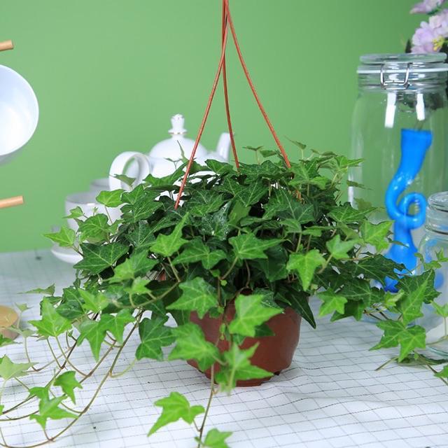 CÂY DÂY LEO THƯỜNG XUÂN - cây giống