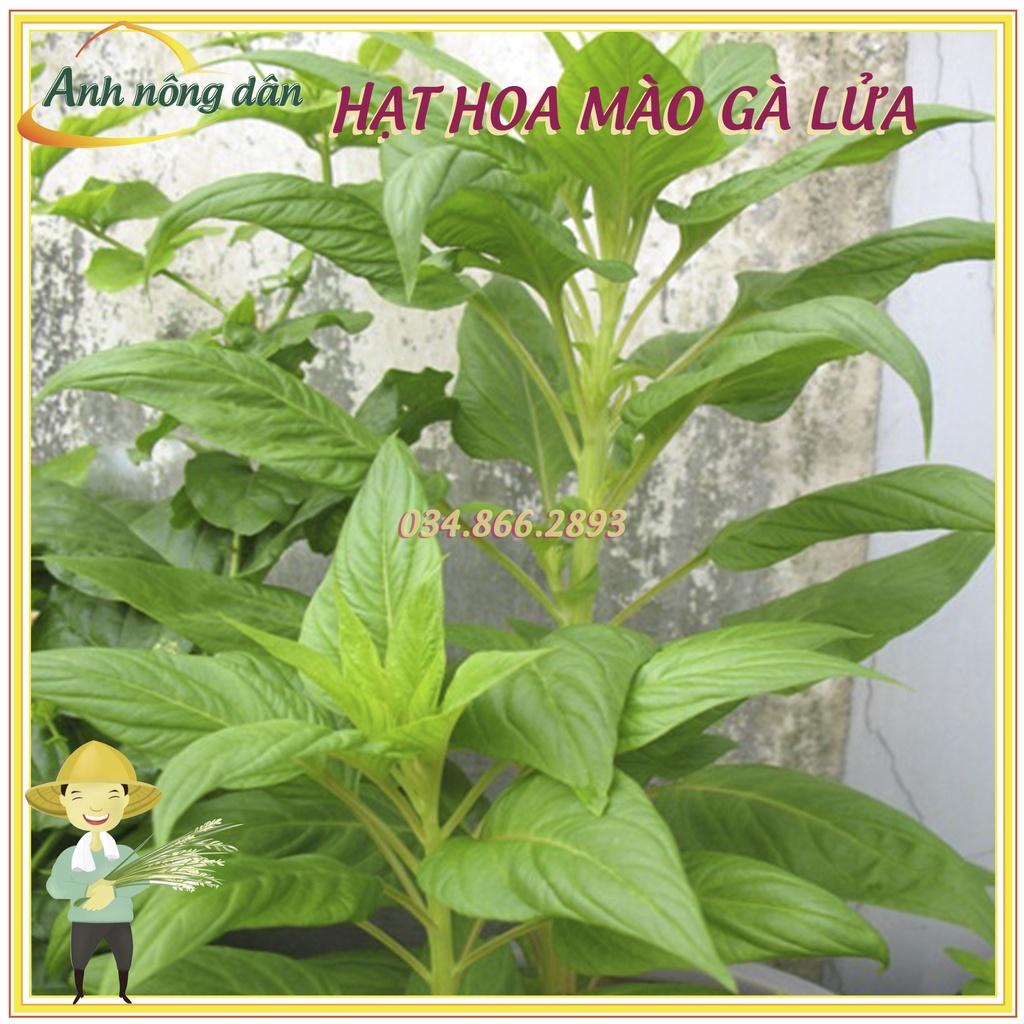Gói 100 Hạt giống hoa mào gà lửa, hạt hoa mào gà đuôi phụng mix nhiều màu