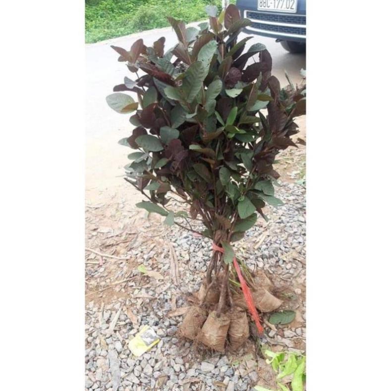 Sản phẩm ỔI TÍM GIỐNG MỚI