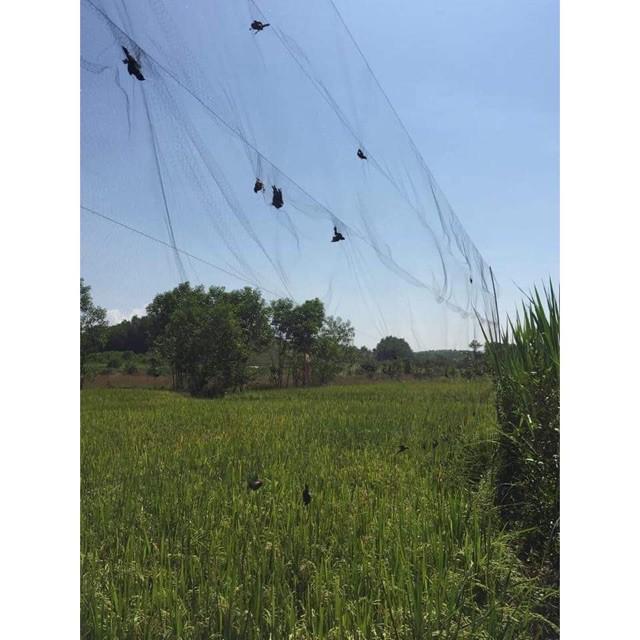 Lưới bẫy chim tàng hình hàng thái lan bắt các loại chim chào mào,chim ri+chim trao trảo + khuyên v..v