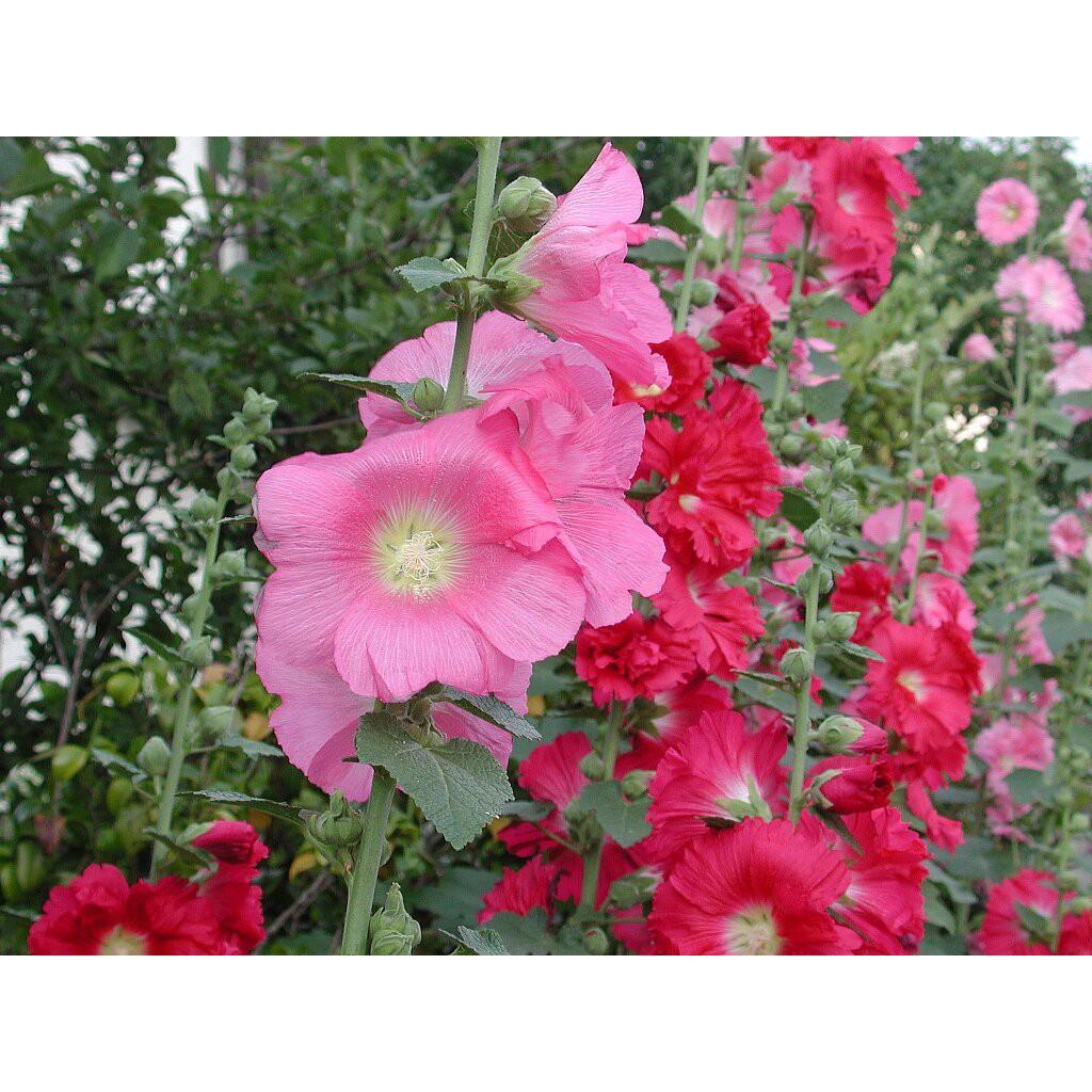 Hạt Giống Hoa Mãn Đình Hồng Đơn Nhiều Màu Mix