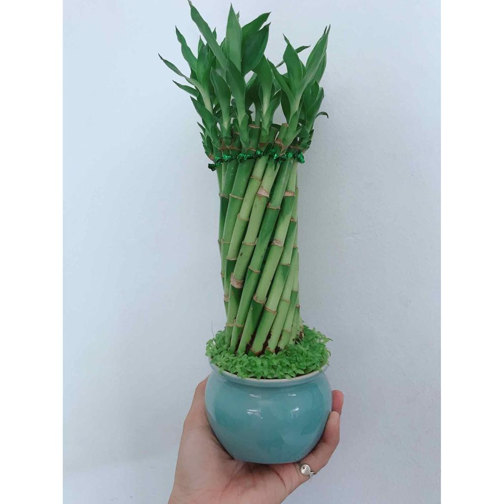 Chậu trúc phát tài Bán Chạy