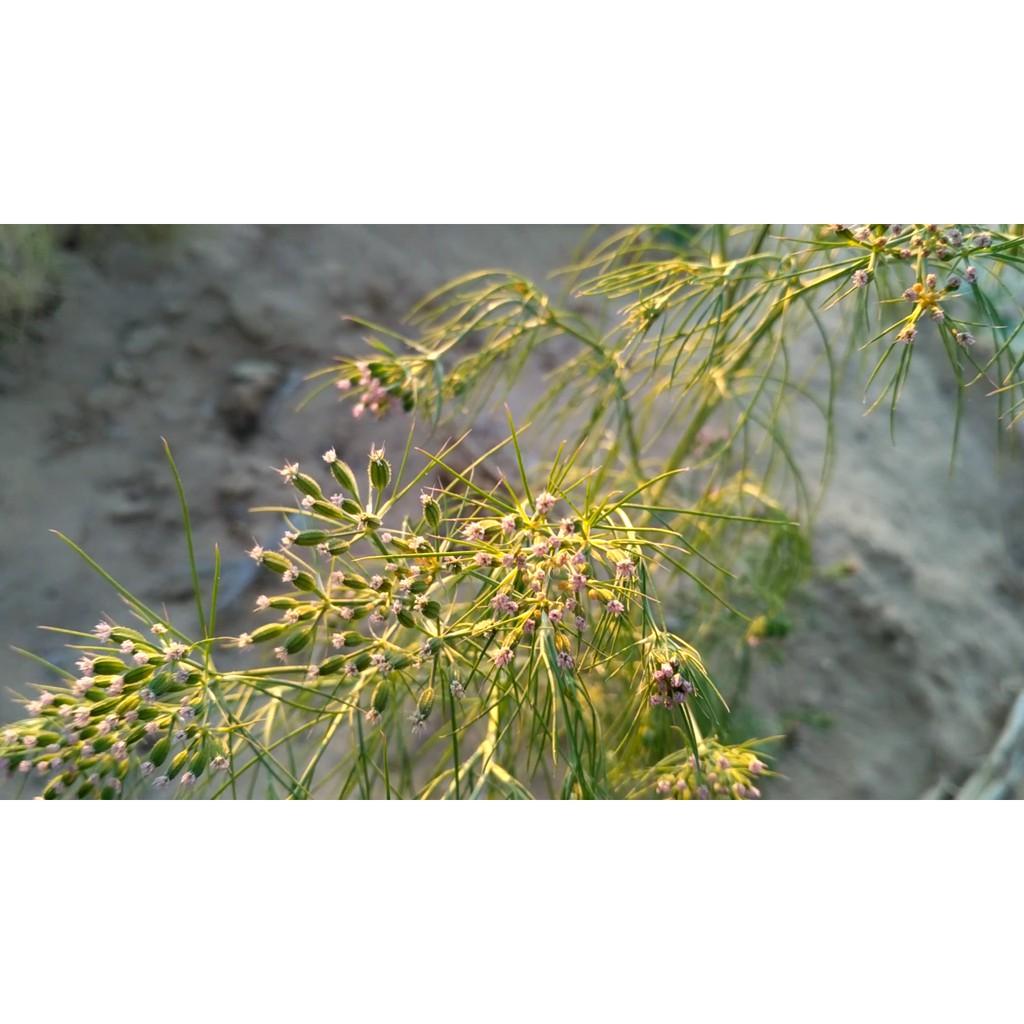 Bột Thì Là Ông Chà Và 35g