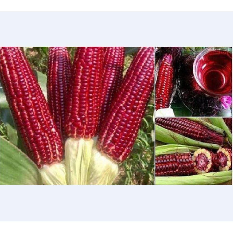 Bộ 3 gói Hạt giống ngô Nữ Hoàng đỏ - Tặng gói phân bón