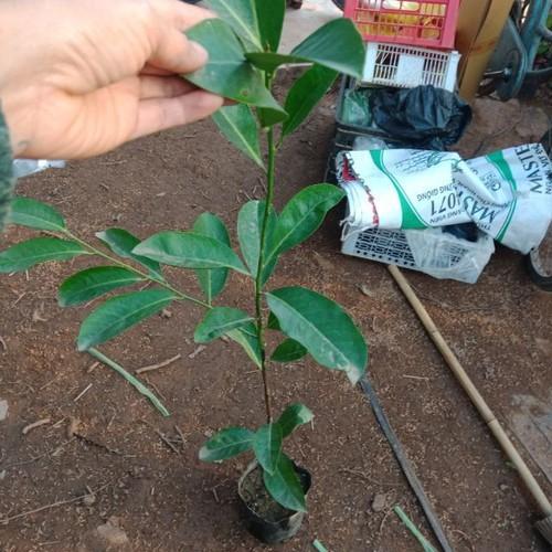 CÂY GIỐNG HỒNG ĐEN SOCOLA NHIỆT ĐỚI SIÊU NGON, CAM KẾT CHUẨN GIỐNG F1 - CGHDSCLF1