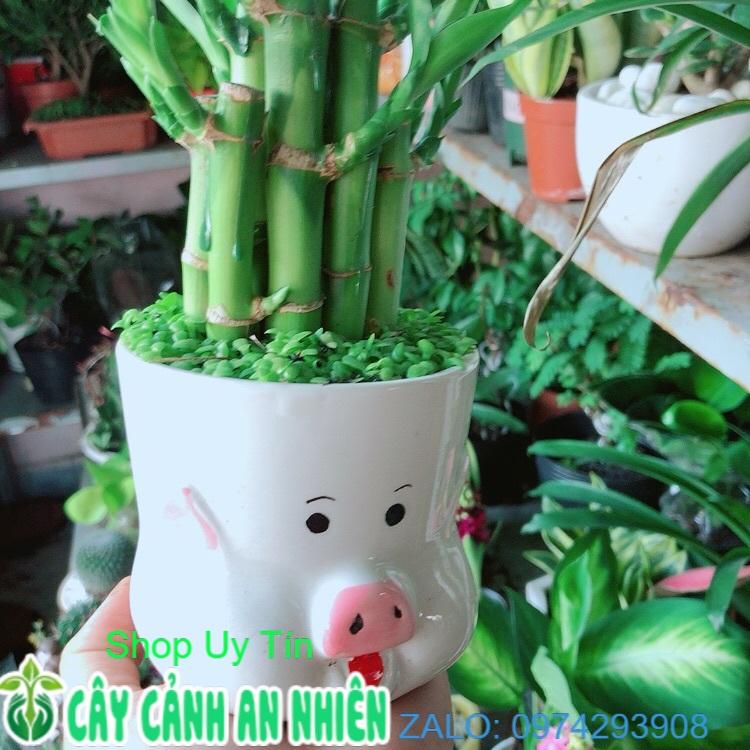 Chậu Cây Trúc Phát Tài