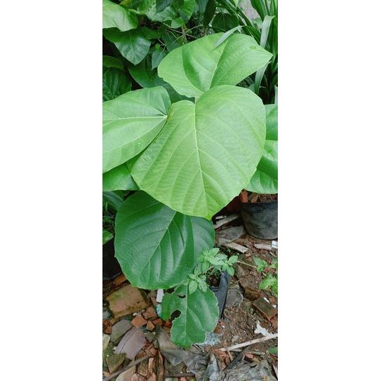 Cây Vả Huế