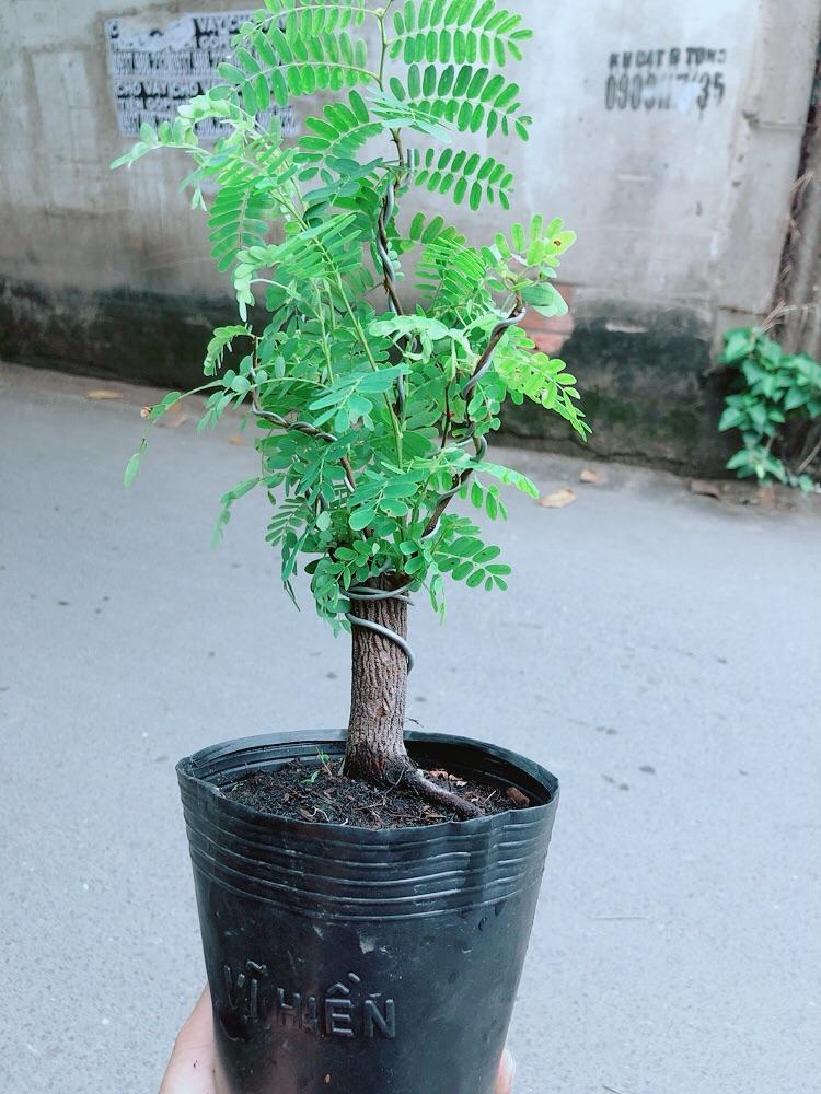 Cây Me Bonsai