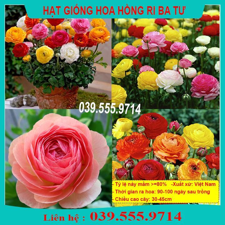 HẠT GIỐNG HOA HỒNG RI BA TƯ GIỐNG CHUẨN, CHẤT LƯỢNG TỐT