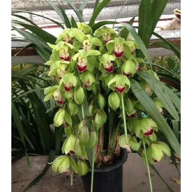 Củ giống hoa địa lan santo hoa màu xanh - 1 củ