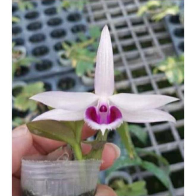 Sản Phẩm hoa phong lan phi điệp 5ct gieo hạt