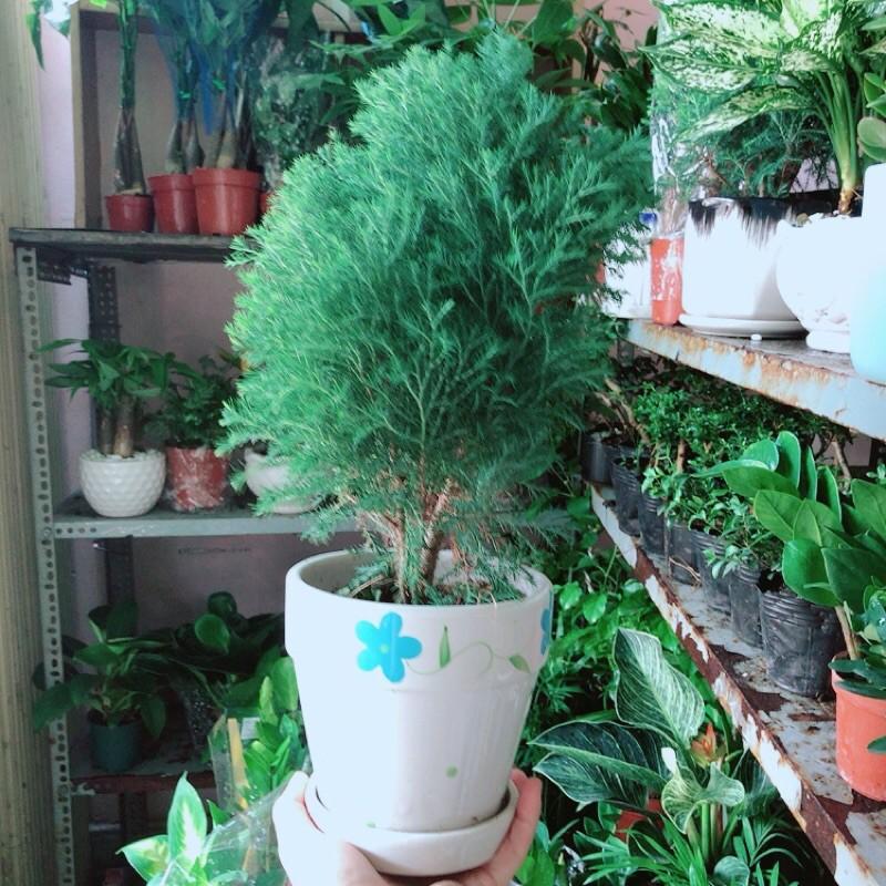 Cây Tùng Bồng Lai Kèm Chậu Sứ