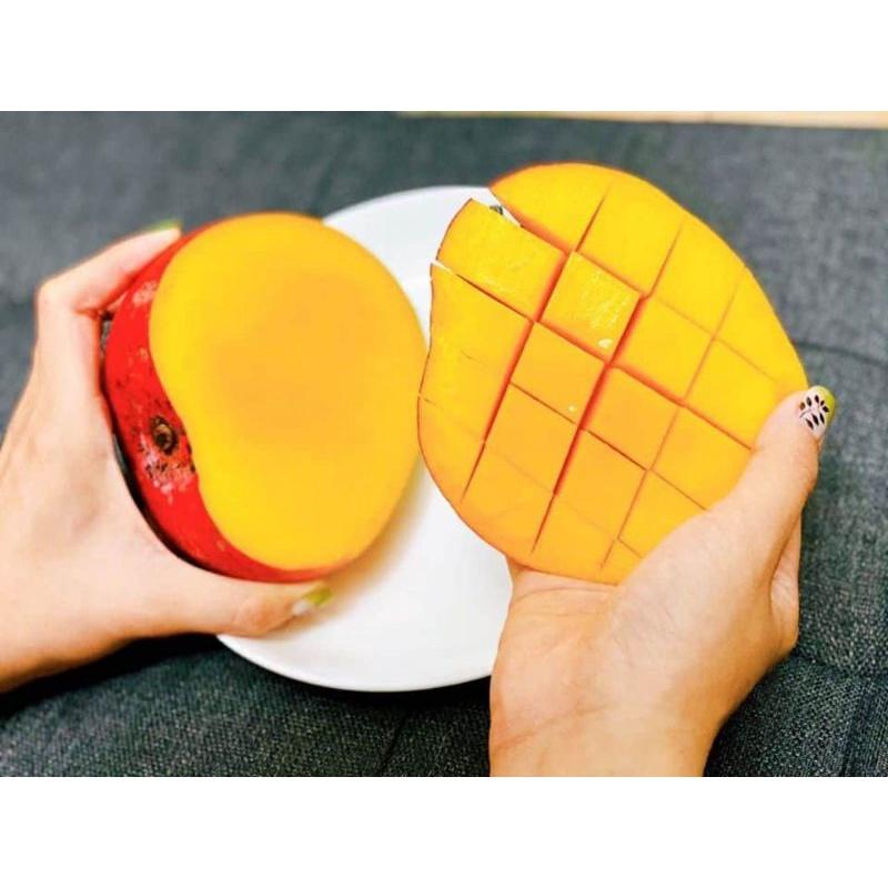 CÂY GIỐNG XOÀI ÚC SIÊU SỚM